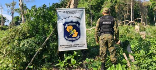 Caaguazú: Eliminaron 4 hectáreas de marihuana sin detener a nadie